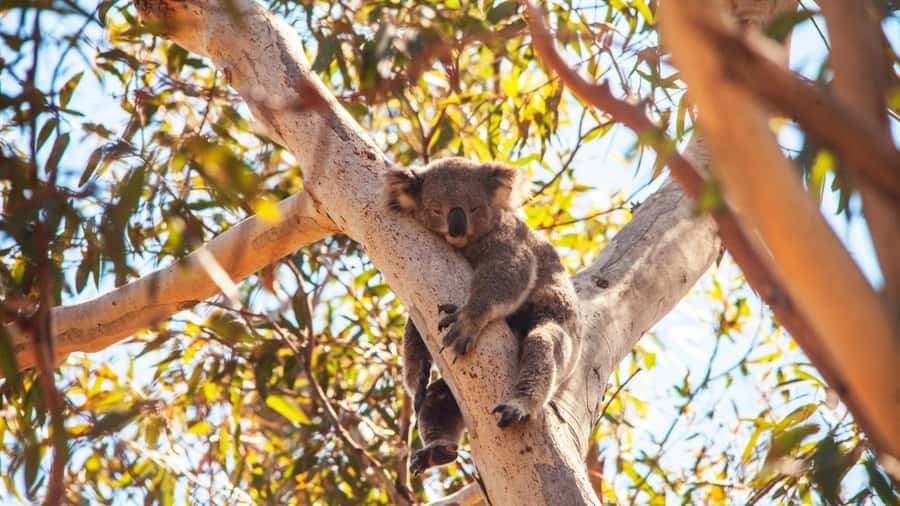 Brisbane to North Stradbroke Island Day: Wildlife & Beaches - The ferry across Moreton Bay