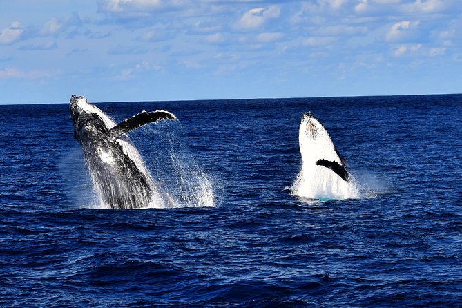 Brisbane Whale Watching Cruise from Redcliffe or Sunshine Coast - Why Moreton Bay is a fine place to watch whales