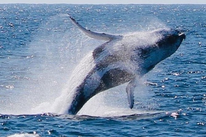 Brisbane Whale Watching Cruise from Redcliffe or Sunshine Coast - What whale sightings can really look like