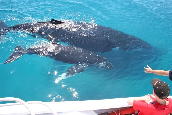 Brisbane Whale Watching Cruise from Redcliffe or Sunshine Coast - Lunch, drinks, and the practical onboard setup