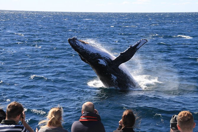 Brisbane Whale Watching Cruise from Redcliffe or Sunshine Coast - Hotel pickup from Brisbane or the Sunshine Coast