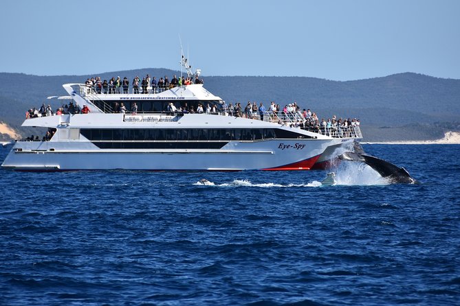 Brisbane Whale Watching Cruise from Redcliffe or Sunshine Coast - Is the $114.76 price good value?