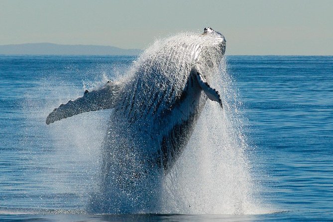Brisbane Whale Watching Cruise from Redcliffe or Sunshine Coast - Who will enjoy this cruise most