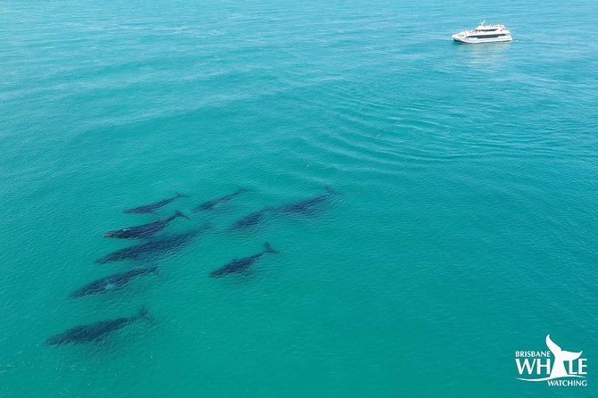 Brisbane Whale Watching Cruise from Redcliffe or Sunshine Coast - The cruise route through Moreton Bay