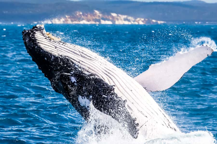 Brisbane: Whale Watching Cruise with Lunch - Heading to Redcliffe for the Eye Spy cruise