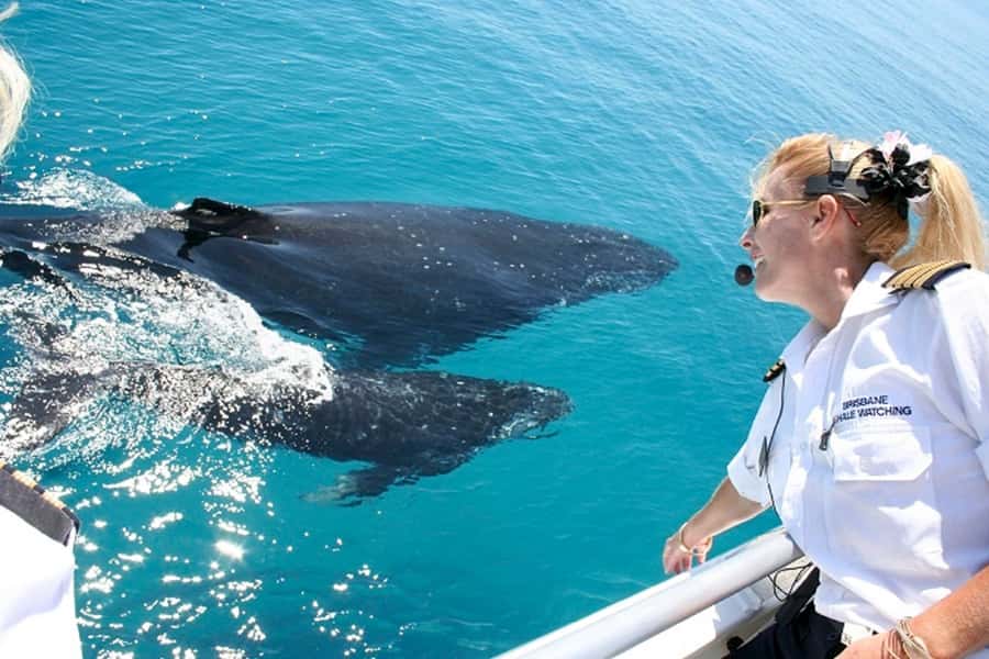 Brisbane: Whale Watching Cruise with Lunch - Watching humpback whales in Moreton Bay