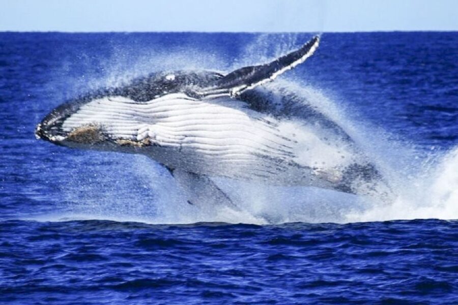 Brisbane: Whale Watching Cruise with Lunch - Who will enjoy this cruise most?