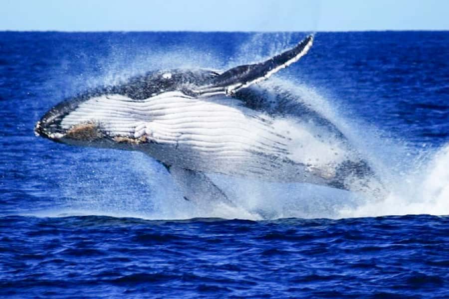 Brisbane: Whale Watching Cruise with Lunch - Boarding a multi-million-dollar catamaran