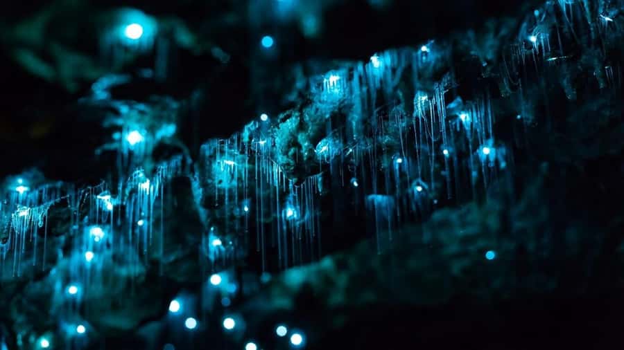 Byron Bay: Glowworms, Waterfalls & Rainforest Experience - Why the glowworm stop is worth the late finish