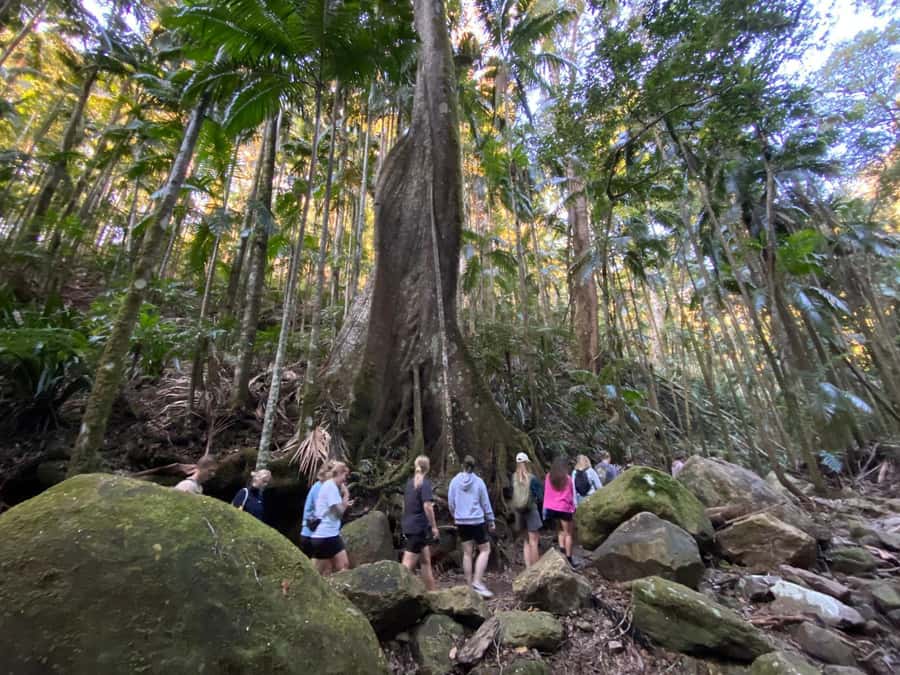 Byron Bay: Glowworms, Waterfalls & Rainforest Experience - Timing, value and practical trade-offs