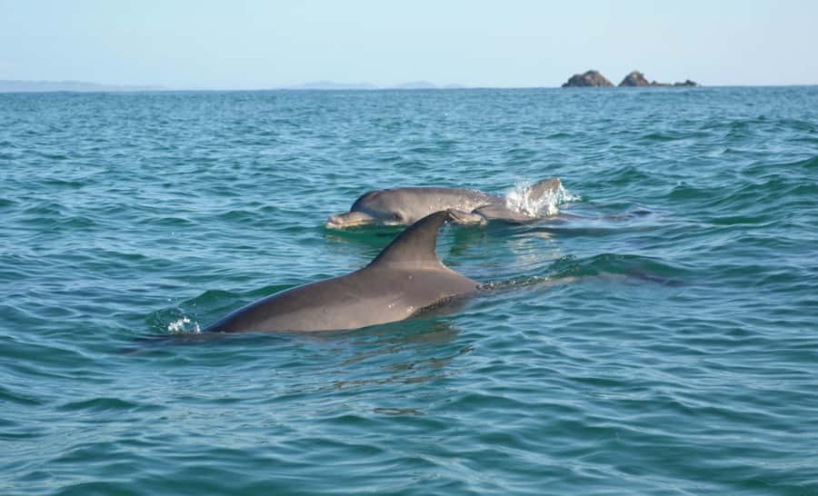 Byron Bay: The Byron Bay Sea Kayak Tour - Key points to know before you book