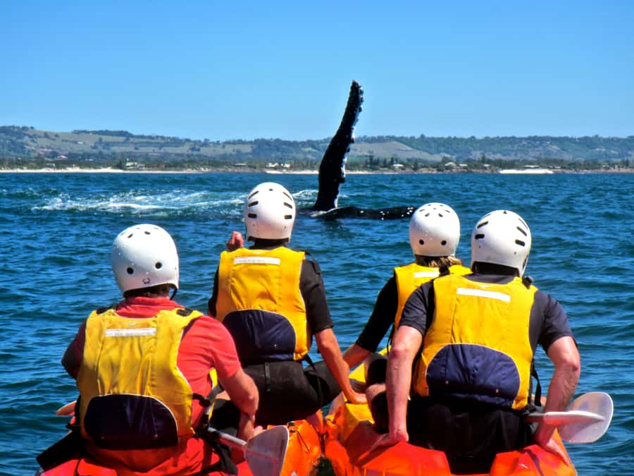 Byron Bay: The Byron Bay Sea Kayak Tour - Should you book the Byron Bay Sea Kayak Tour?