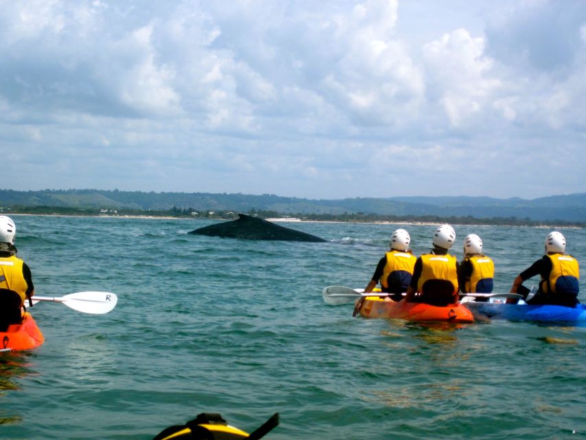 Byron Bay: The Byron Bay Sea Kayak Tour - Looking for dolphins, turtles, and whales