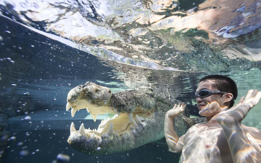 "Cage Of Death" Crocodile Swim and Entry to Crocosaurus Cove - A 30-minute briefing before you enter