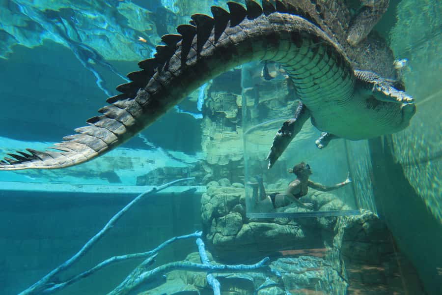 "Cage Of Death" Crocodile Swim and Entry to Crocosaurus Cove - Fifteen minutes beside a saltwater crocodile