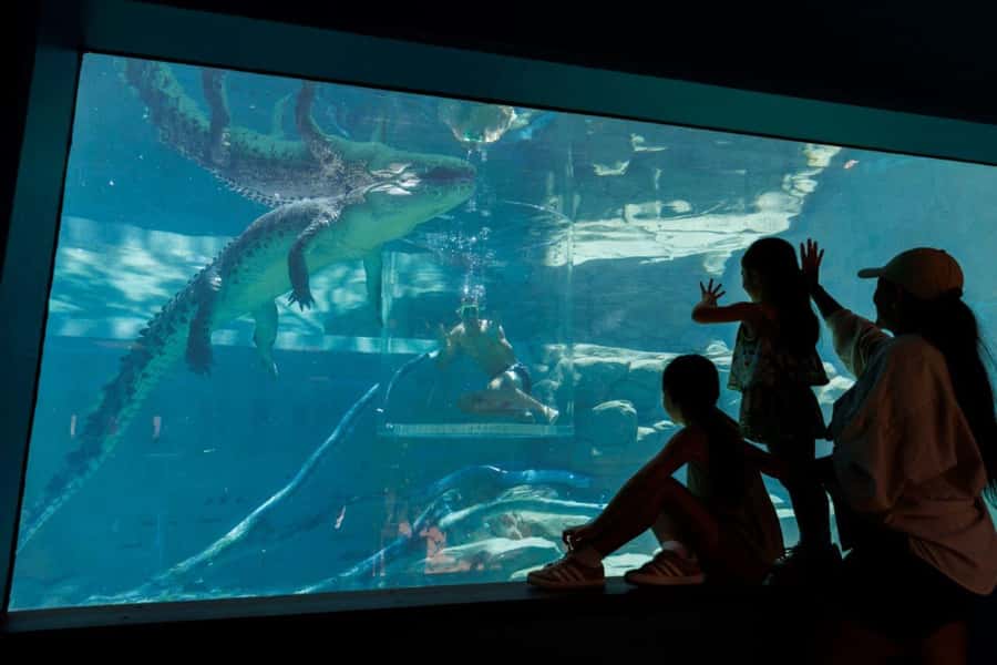 "Cage Of Death" Crocodile Swim and Entry to Crocosaurus Cove - What the photographers add