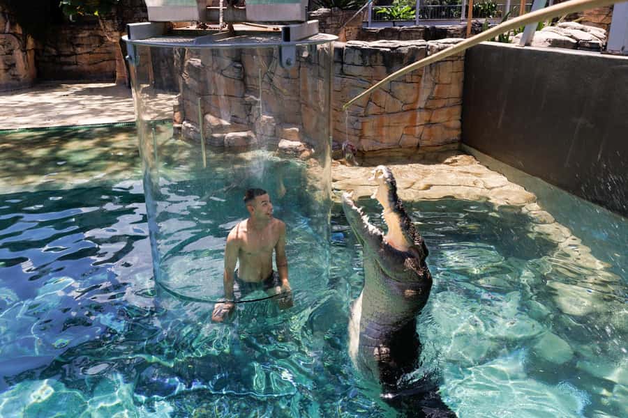 "Cage Of Death" Crocodile Swim and Entry to Crocosaurus Cove - The crocodile welfare question