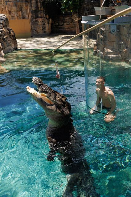 "Cage Of Death" Crocodile Swim and Entry to Crocosaurus Cove - Who should book the Cage of Death?
