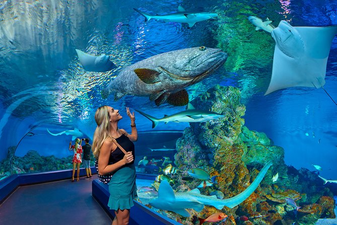 Cairns Aquarium Admission Ticket - A rainforest-to-reef story in the center of Cairns