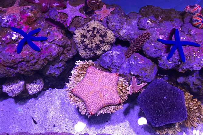 Cairns Aquarium Admission Ticket - How long should you spend inside?