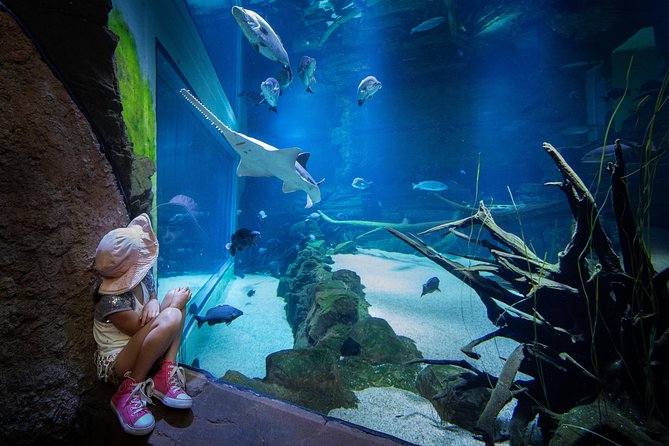 Cairns Aquarium Admission Ticket - Is the $41.60 ticket good value?