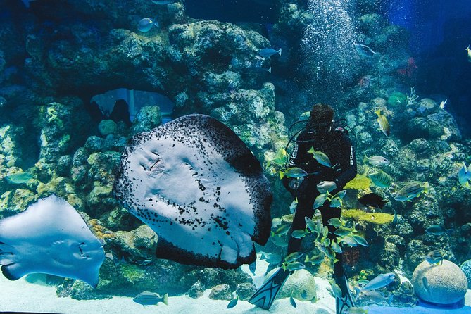 Cairns Aquarium Admission Ticket - Booking, arrival, and practical details