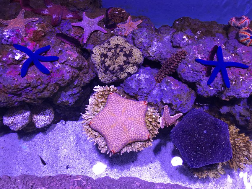 Cairns Aquarium General Admission Ticket - Who will enjoy Cairns Aquarium most?