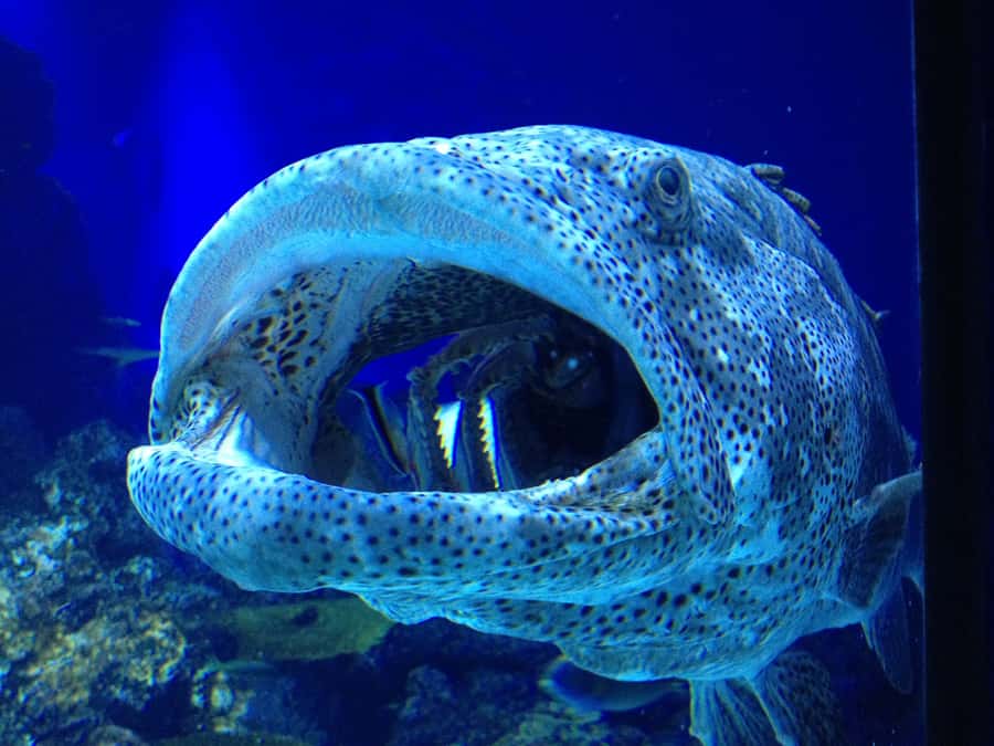 Cairns Aquarium General Admission Ticket - The Open Ocean and Ribbon Reef presentations