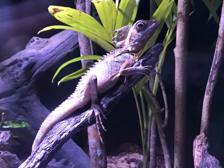 Cairns Aquarium General Admission Ticket - Touch tanks, reptiles, and close-up encounters