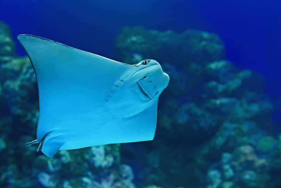 Cairns Aquarium General Admission Ticket - How long should you spend inside?