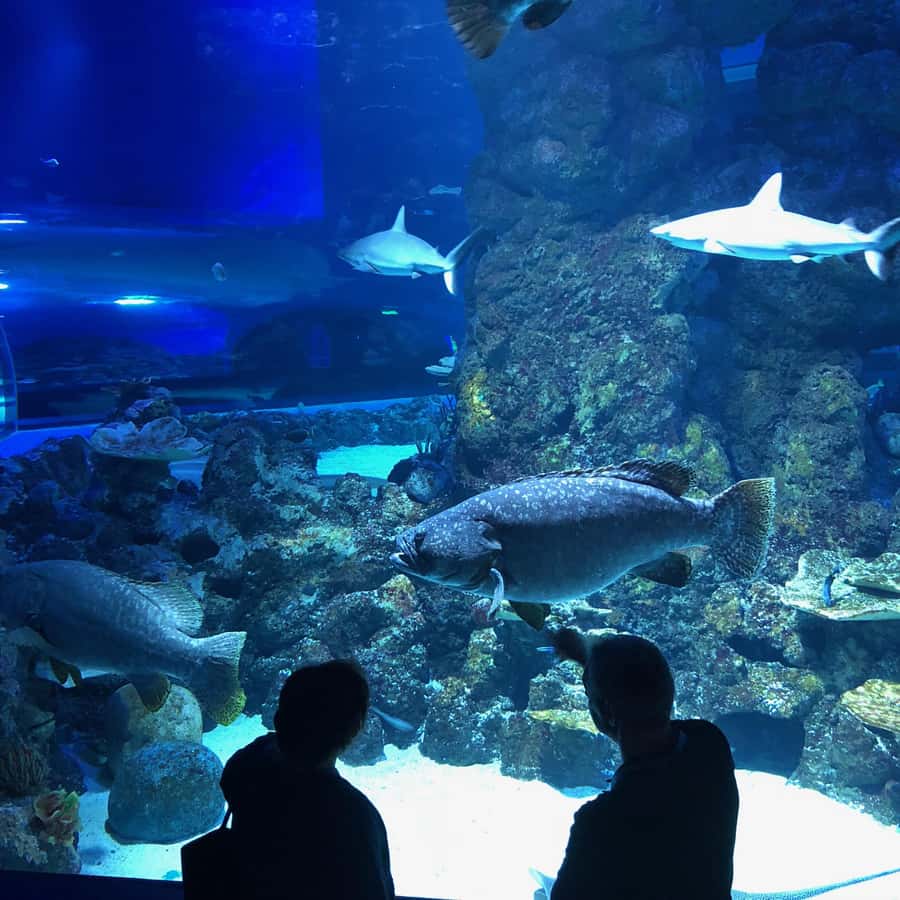 Cairns Aquarium General Admission Ticket - Is the $41 admission good value?