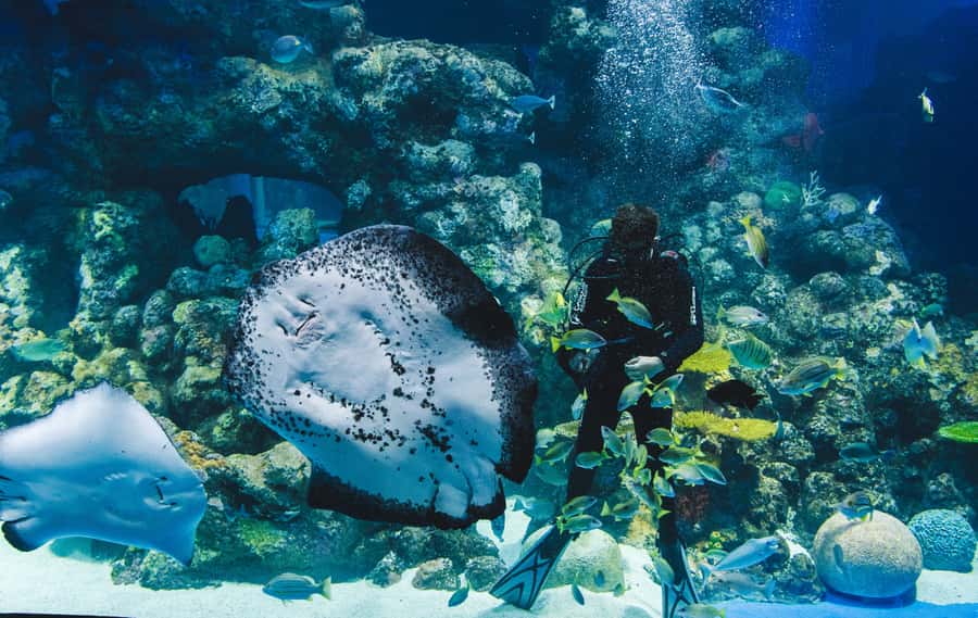 Cairns Aquarium General Admission Ticket - River Monsters and the freshwater story