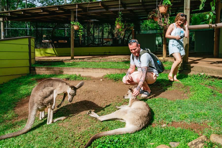 Cairns: Best of the Kuranda Rainforest Full-Day Tour & Lunch - Why this 10-hour Kuranda day works