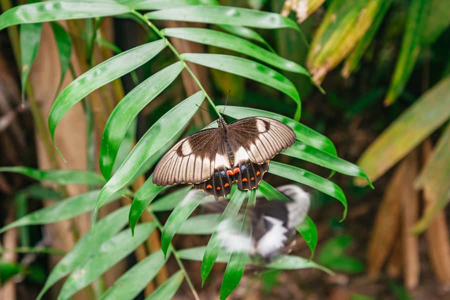 Cairns: Best of the Kuranda Rainforest Full-Day Tour & Lunch - Butterflies at the Australian Butterfly Sanctuary