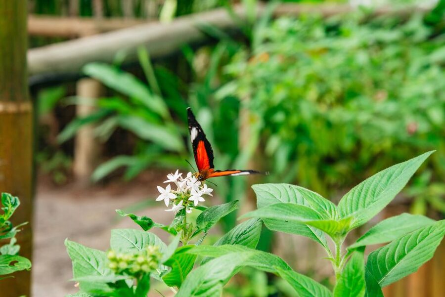 Cairns: Best of the Kuranda Rainforest Full-Day Tour & Lunch - Returning above the rainforest on Skyrail