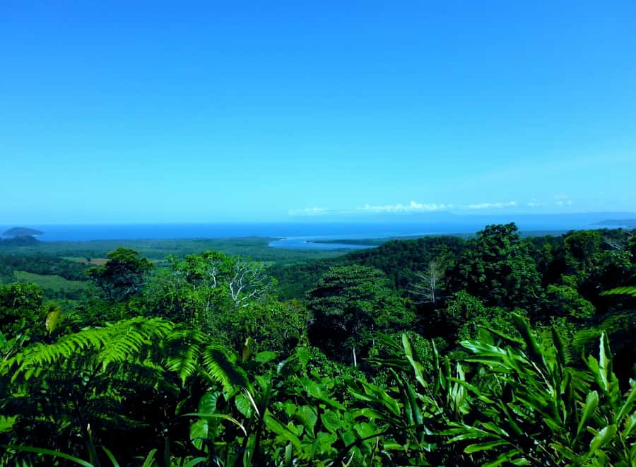 Cairns: Cape Tribulation, Mossman Gorge & Daintree Day Tour - The Daintree River cruise for crocodiles
