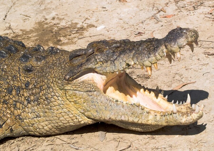 Cairns: Cape Tribulation, Mossman Gorge & Daintree Day Tour - How good is the $192 value?