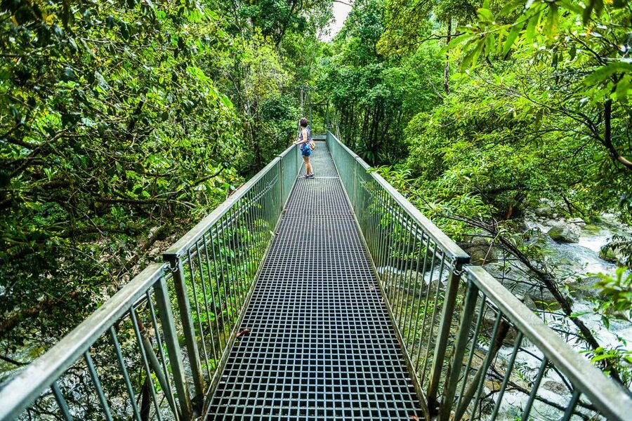 Cairns: Daintree Rainforest and Mossman Gorge Tour - Crocodile spotting on the Daintree River