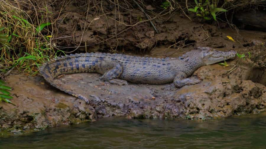 Cairns: Daintree Rainforest and Mossman Gorge Tour - Crossing the ferry into the Daintree