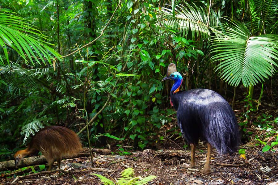 Cairns: Daintree Rainforest and Mossman Gorge Tour - Cape Tribulation and the rainforest walk