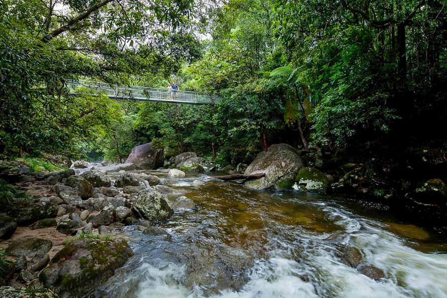Cairns: Daintree Rainforest and Mossman Gorge Tour - A guided walk that gives the forest context