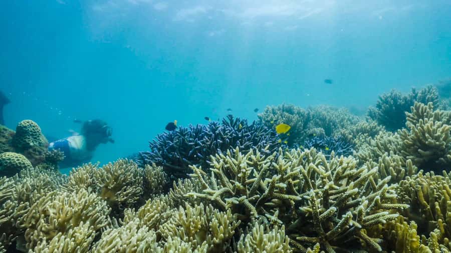 Cairns: Fitzroy Island Ferry with Optional Lunch & Activity - Lunch boxes and dietary planning