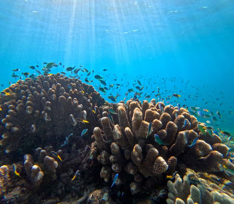 Cairns: Great Barrier Reef Half-Day Snorkelling Tour - Key points to know before booking