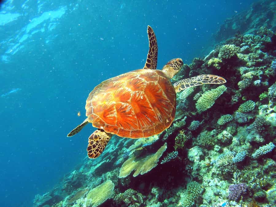 Cairns: Great Barrier Reef Half-Day Snorkelling Tour - Who will enjoy this tour most?