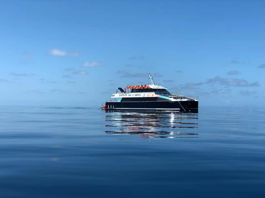 Cairns: Great Barrier Reef Premium Diving Full Day Tour - Two outer reef sites, not a quick look from the boat