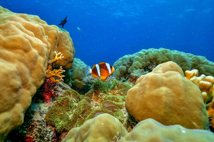 Cairns: Great Barrier Reef Premium Diving Full Day Tour - What you will see below the surface
