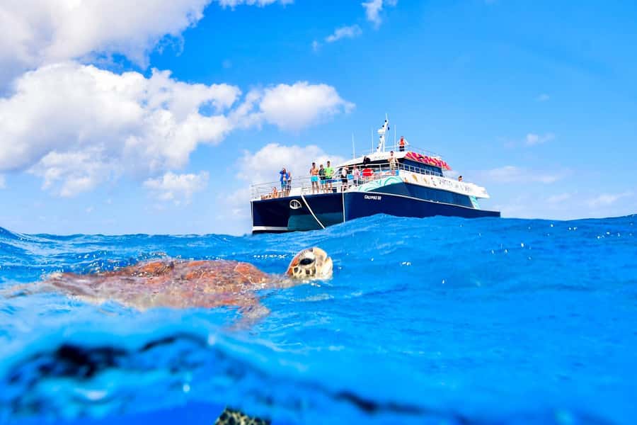 Cairns: Great Barrier Reef Premium Diving Full Day Tour - Optional scuba for a closer look