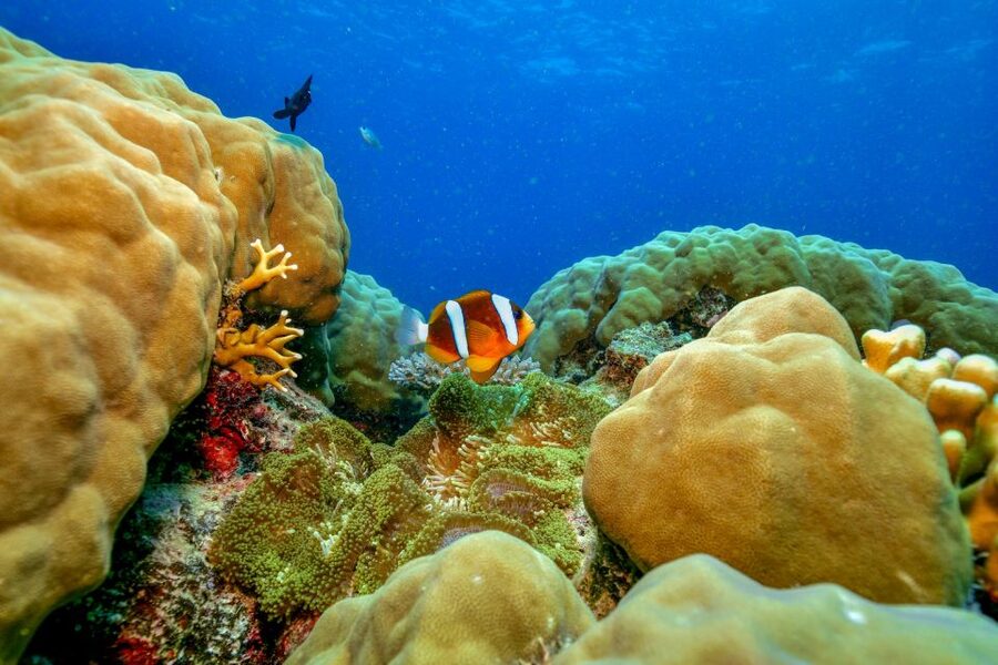 Cairns: Great Barrier Reef Premium Diving Full Day Tour - The boat ride and seasickness question