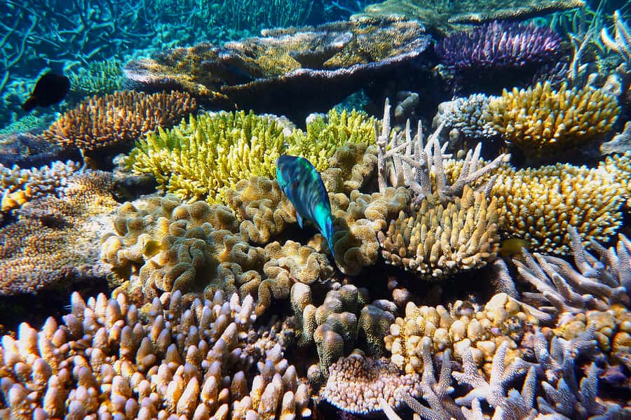 Cairns: Outer and Coral Cay Snorkel and Dive Cruise - Key points to know before booking