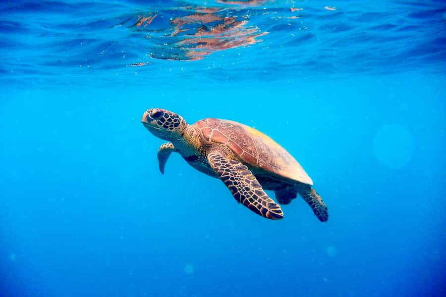 Cairns: Outer and Coral Cay Snorkel and Dive Cruise - Crew care and introductory scuba sessions